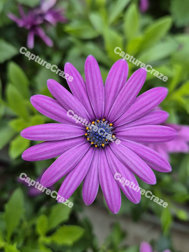 Purple Daisy Flower